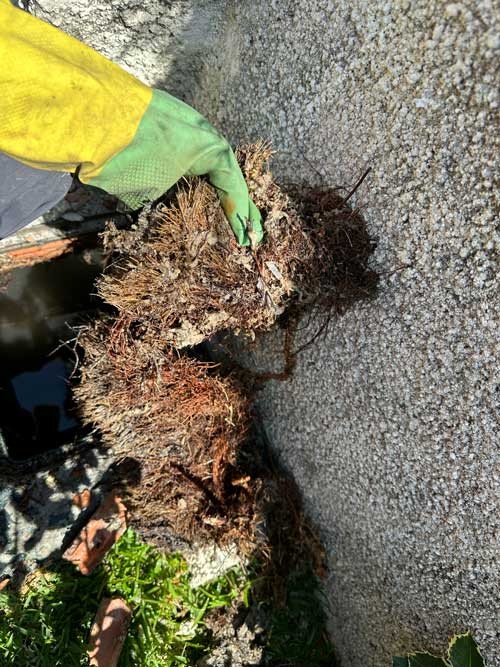 Raíces acumuladas en una arqueta general que bloquean la evacuación del agua