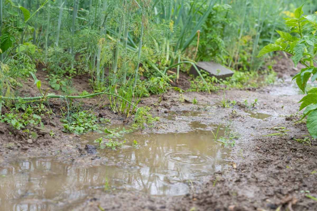 charco en jardin por tuberia rota